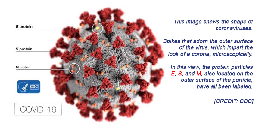 Coronaviruses